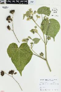 Abutilon theophrasti image