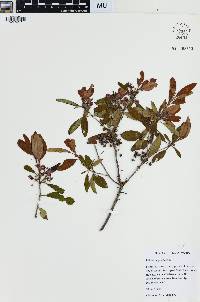 Kalmia angustifolia image