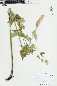 Agastache urticifolia image