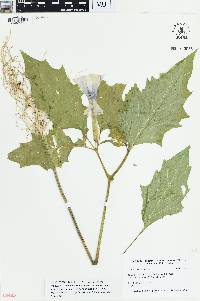 Datura stramonium image