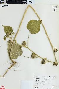 Abutilon theophrasti image