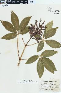 Aesculus austrina image