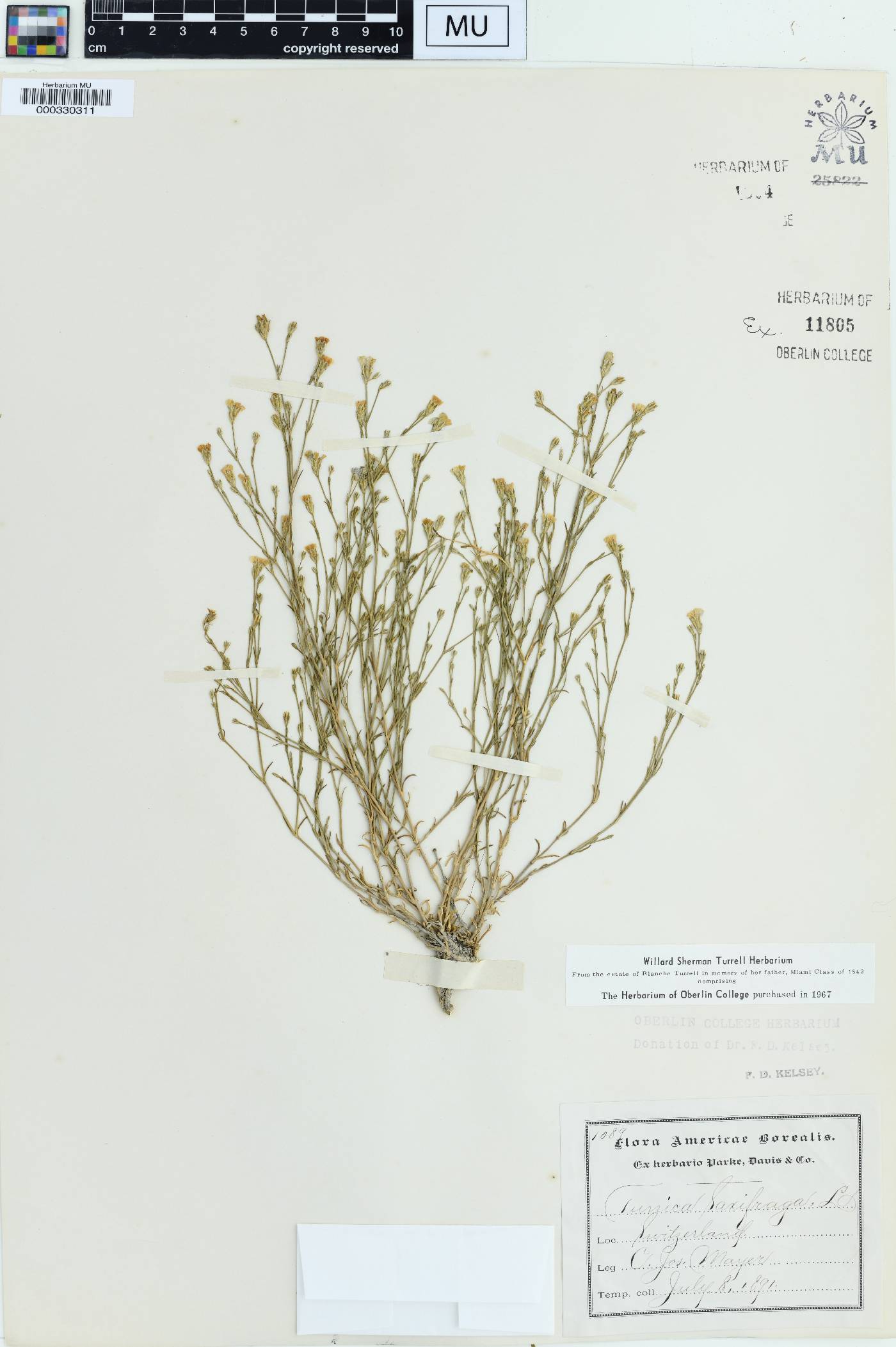 Tunica saxifraga image