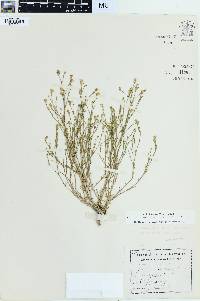 Tunica saxifraga image