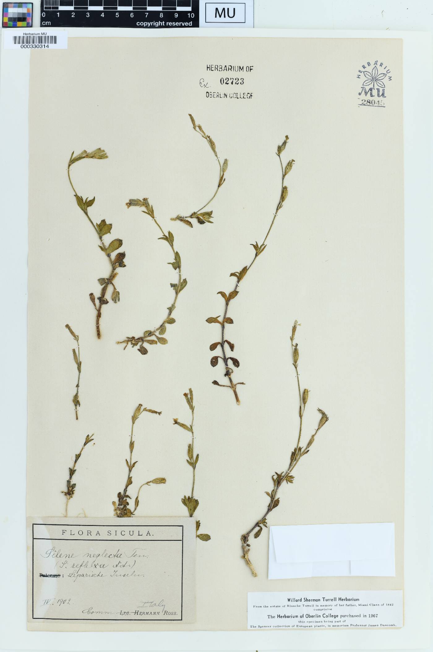 Silene neglecta image