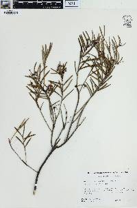 Andromeda polifolia var. latifolia image