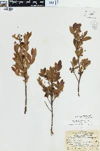 Vaccinium angustifolium image