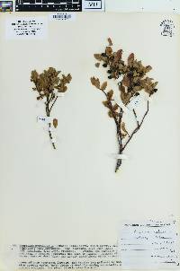 Vaccinium myrtillus image