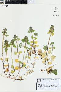 Lamium purpureum image