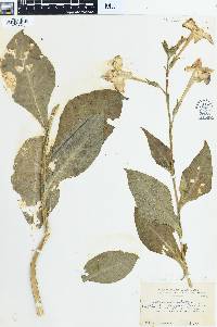 Nicotiana alata image