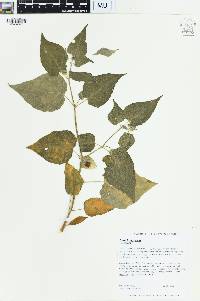 Physalis peruviana image