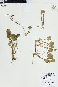 Centella asiatica image