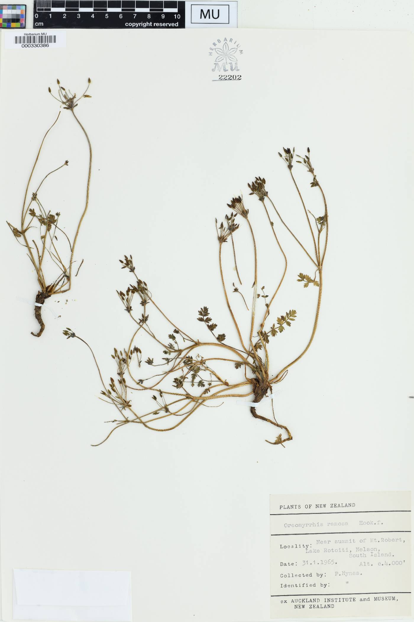 Chaerophyllum ramosum image