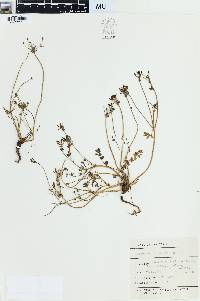 Image of Chaerophyllum ramosum