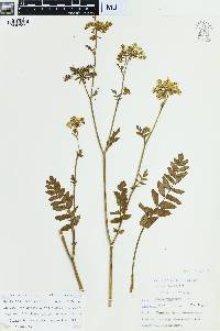 Berula erecta image