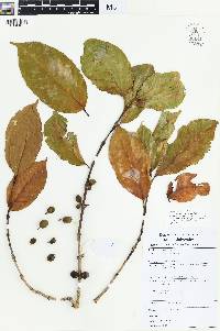 Coffea arabica image