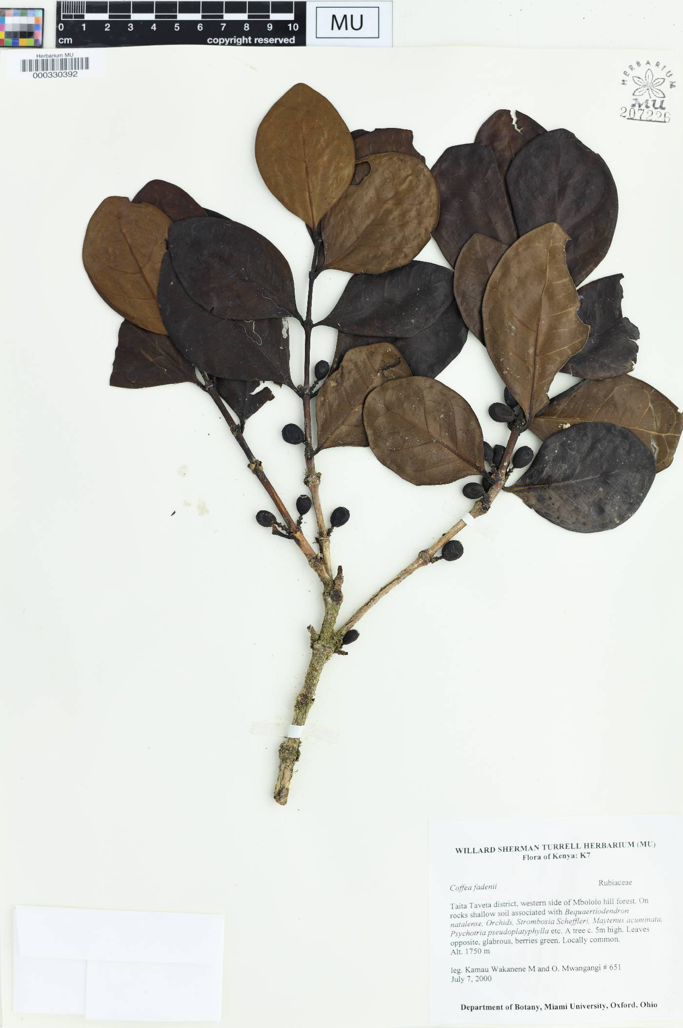 Coffea fadenii image