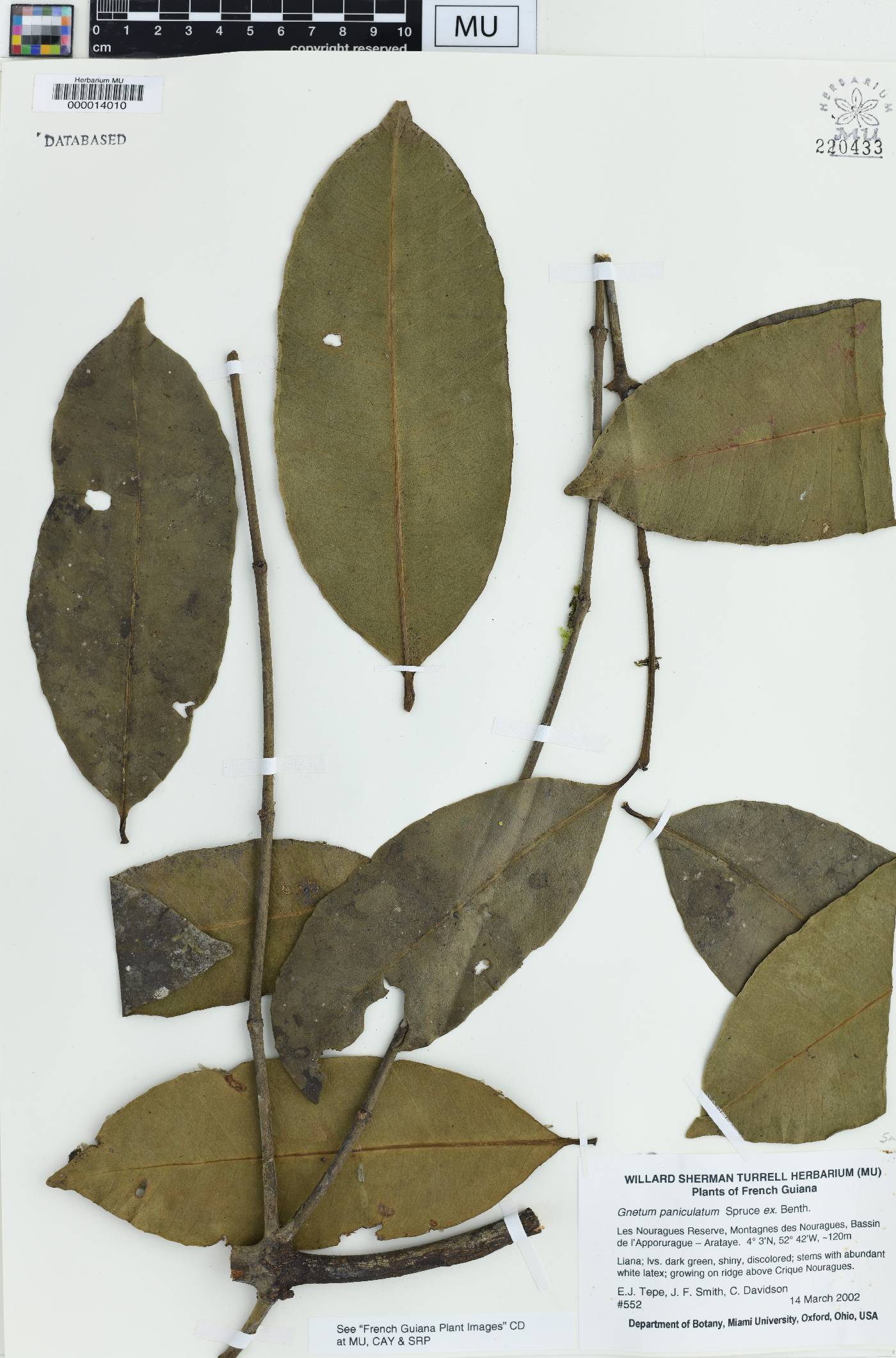 Gnetum paniculatum image