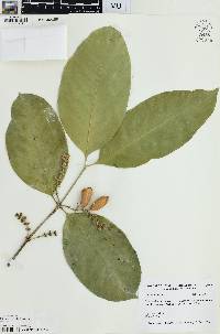 Gnetum gnemon image