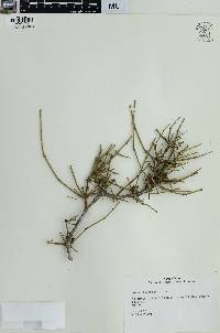 Ephedra antisyphilitica image