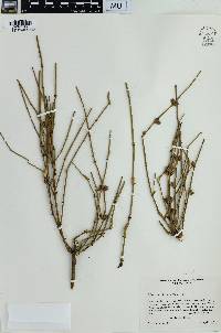 Ephedra californica image