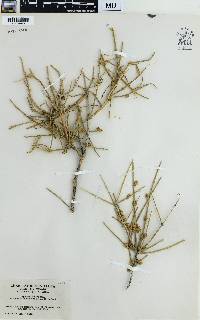 Ephedra funerea image