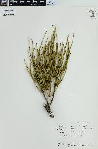 Ephedra viridis image