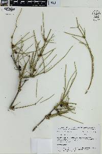 Ephedra antisyphilitica image