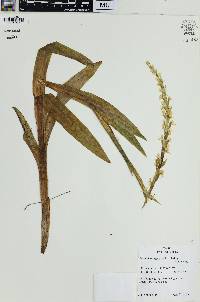 Platanthera dilatata var. leucostachys image