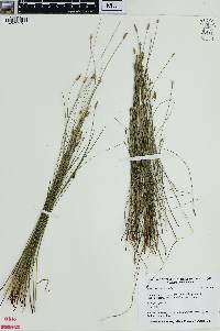 Eleocharis erythropoda image