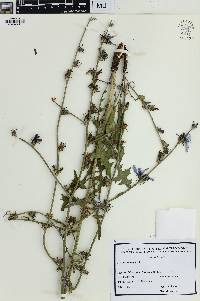 Cichorium intybus image