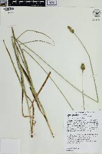 Carex muehlenbergii var. muehlenbergii image