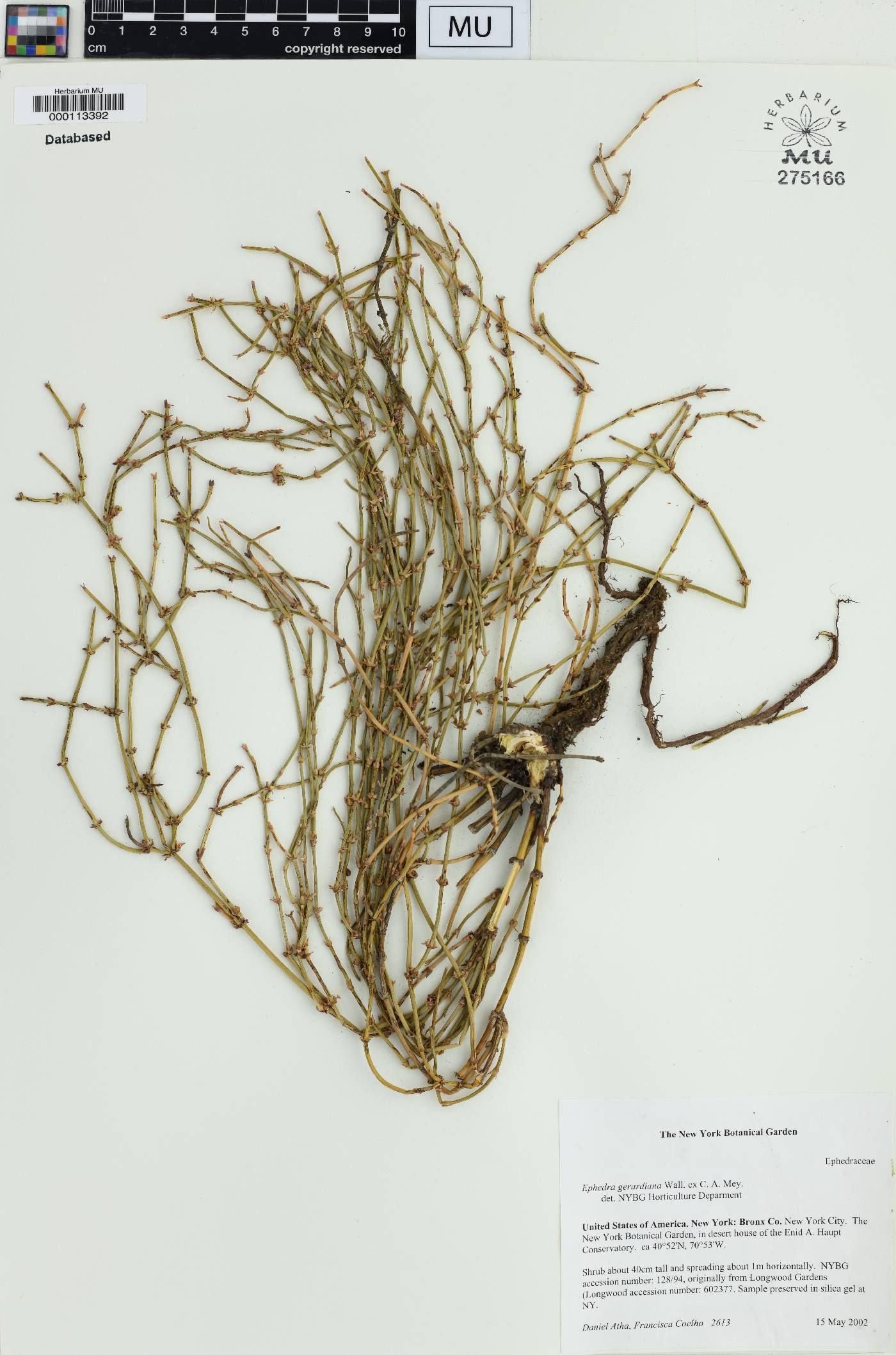 Ephedra gerardiana image