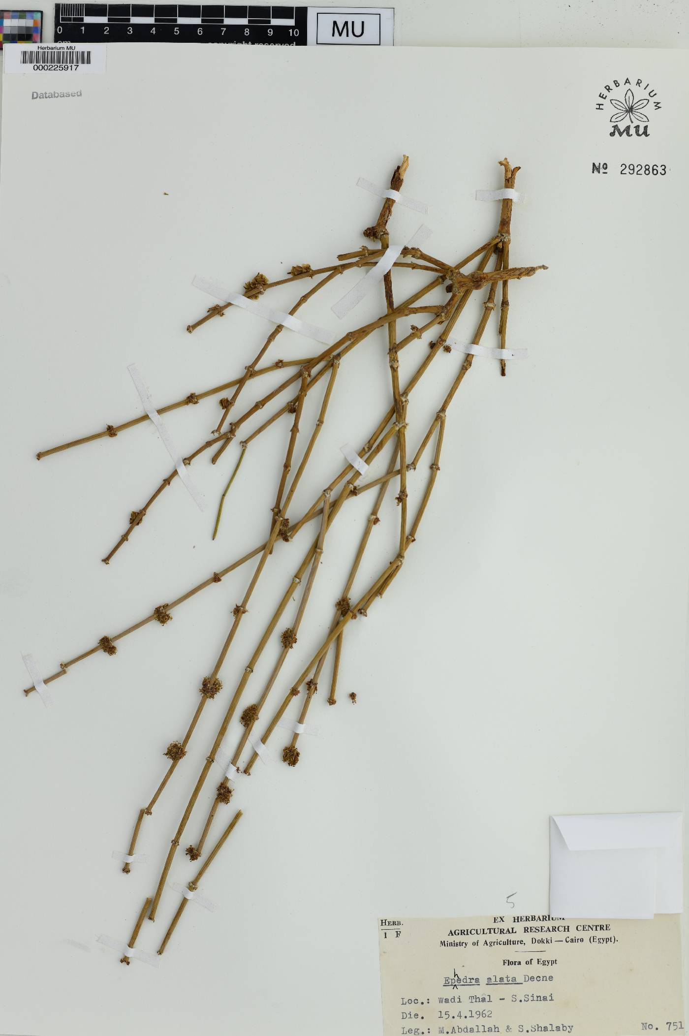 Ephedra alata image