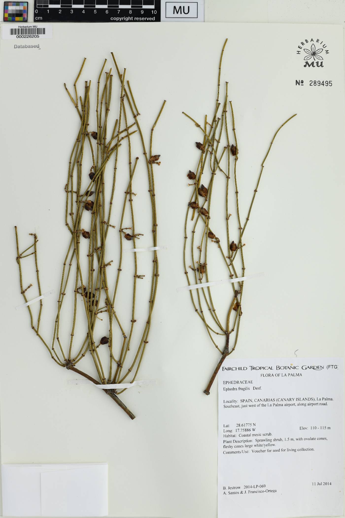 Ephedra fragilis image