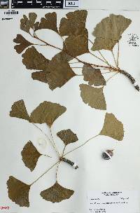 Ginkgo biloba image