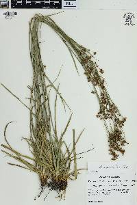 Rhynchospora recognita image