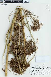Cladium leptostachyum image
