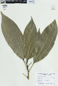 Gnetum nodiflorum image