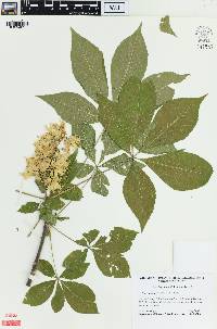 Aesculus glabra image