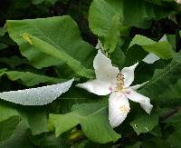 Image of Magnolia macrophylla