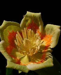 Image of Liriodendron tulipifera