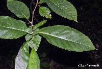 Magnolia acuminata image