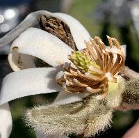 Magnolia stellata image