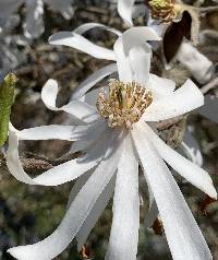 Image of Magnolia stellata