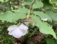 Magnolia sieboldii image