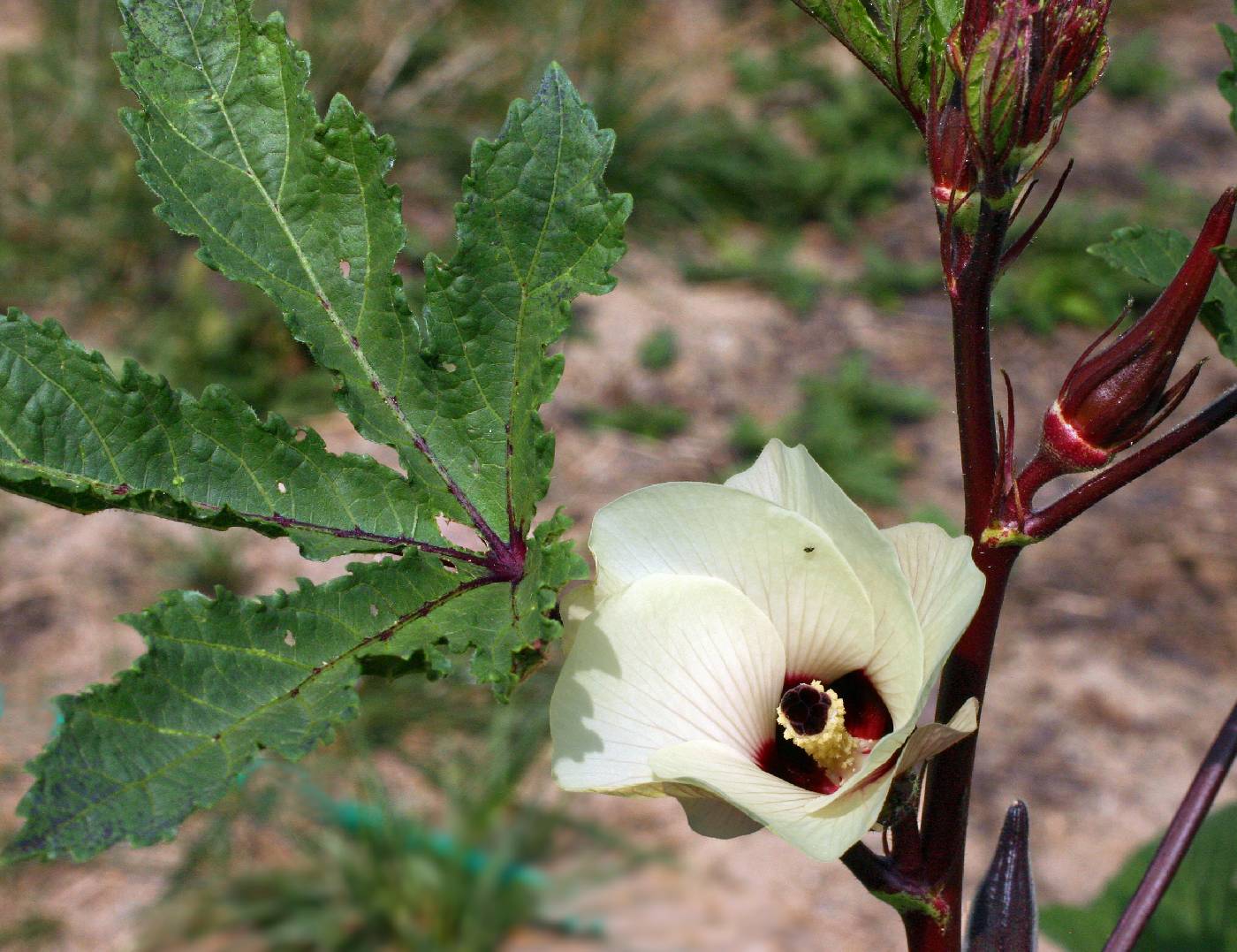 Hibiscus esculentus image