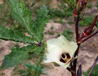 Image of Hibiscus esculentus