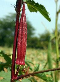 Hibiscus esculentus image