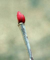 Tilia americana image